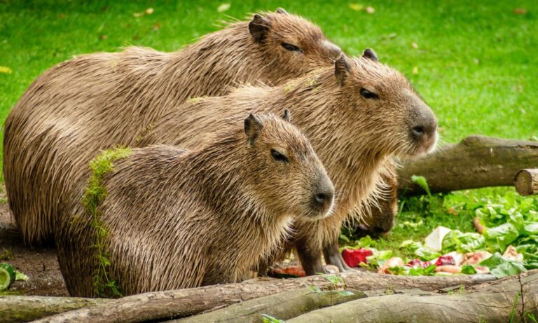 299+ Capybara Puns & Jokes One Liners (2025)_ For Caption copy copy