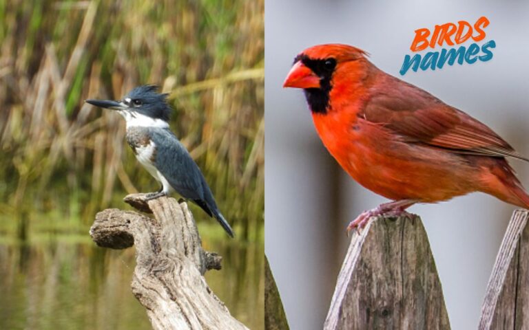 950 Unique Bird Names For Cool, Creative & Trendy 2026