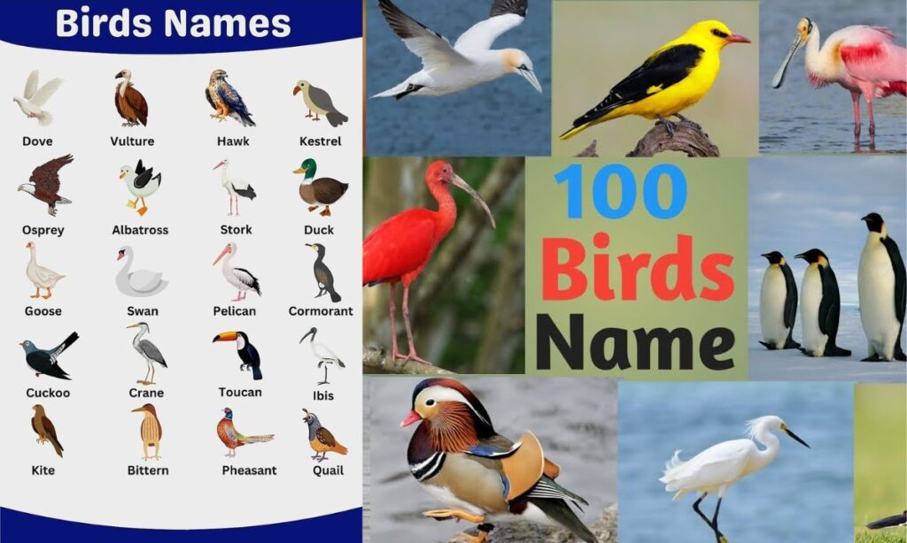 Trendy Bird Names List